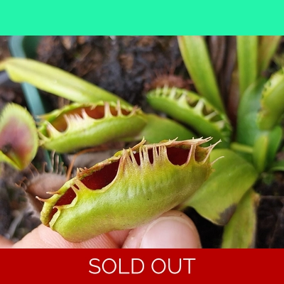 PREDATOR Dionaea muscipula